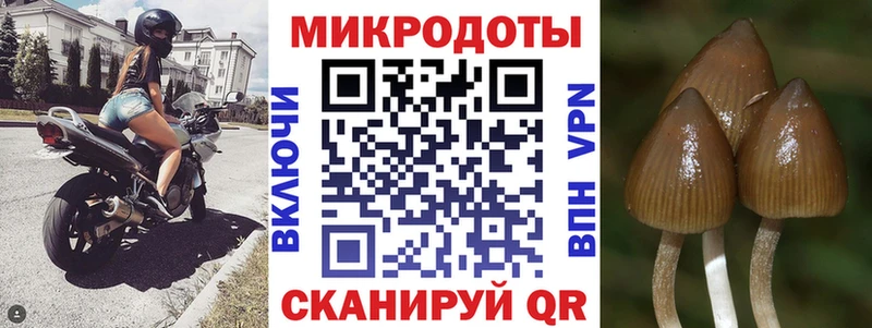 Псилоцибиновые грибы Cubensis  Кизел 